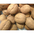 Professional supplier of organic whole walnuts in shell for sale